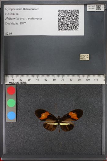 Media type: image;   Entomology 109857